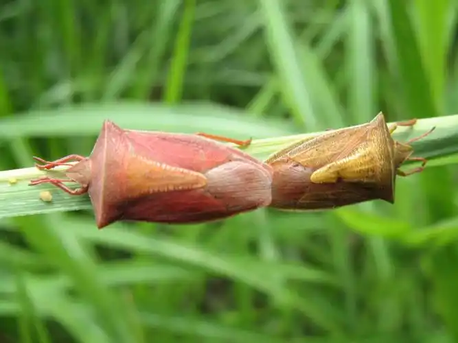 谷蝽- 疆域网狼 - 疆域网狼的博客