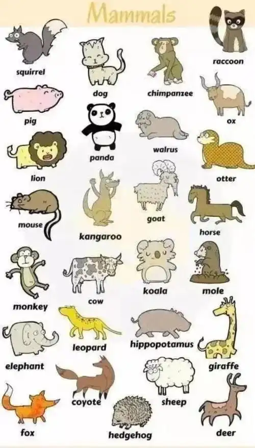 企鹅用英语怎么说英语动物类词汇大全