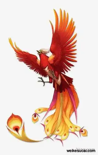火红色凤凰 火红色凤凰 火凤 火红色凤凰采花 高贵的凤凰 红尾 中国