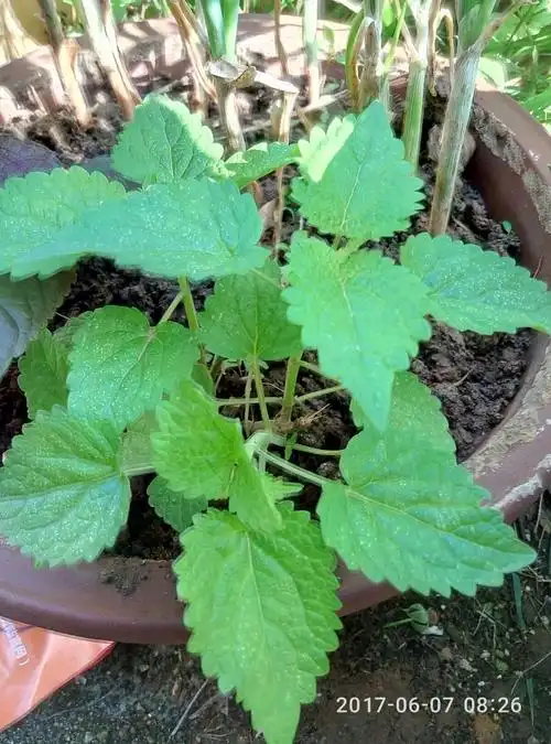 霍香～唇形科,全草入药～藿香