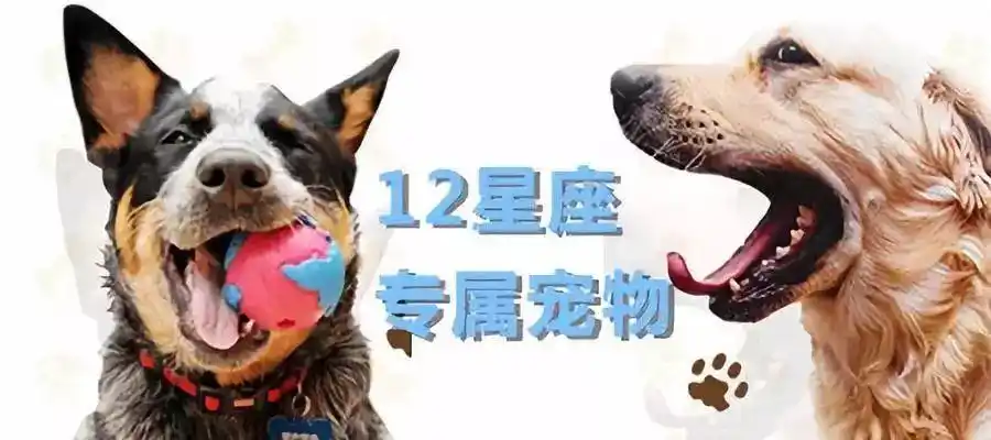 12星座专属宠物,你的星座宠物是什么?