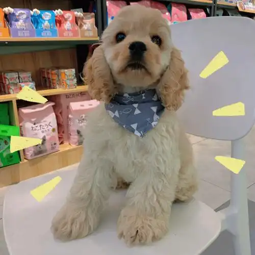 宠物店值班小狗日常