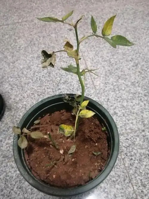 月季缓苗了四五天成这样了