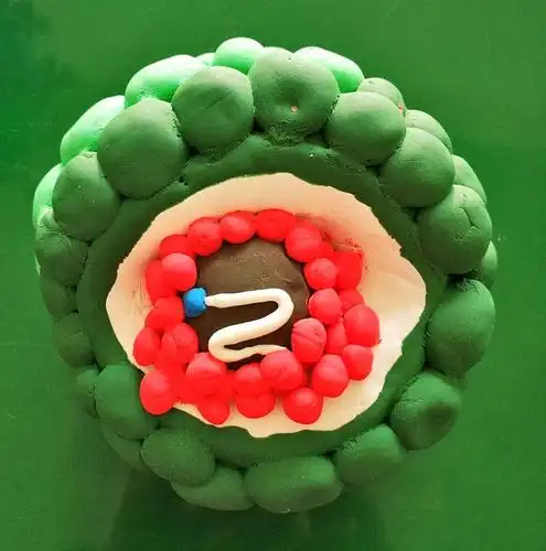 生物模型制作优秀作品展