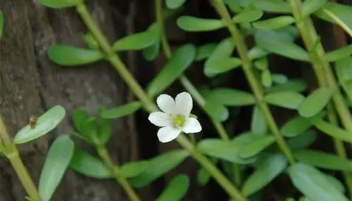 供应假马齿苋皂甙ab50假马齿苋提取物假马齿苋皂苷森元现货
