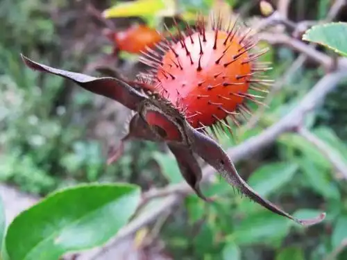 中山人都喜欢吃的野果,你小时候吃过几种?