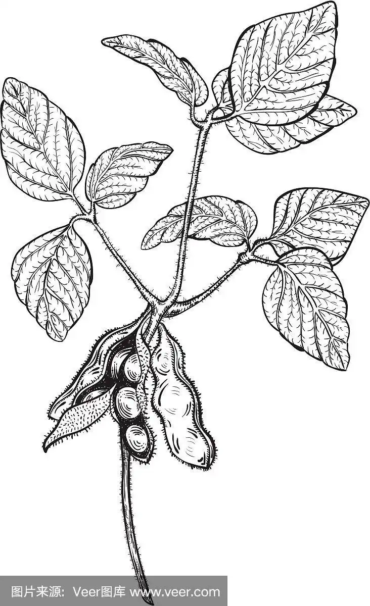 大豆嫩枝,版画风格绘画.