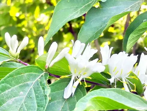 金银木花盛开的季节