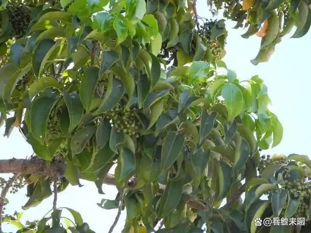 九成人不知蟑螂"天敌"是啥:教你1个小妙招,蟑螂"不见"了