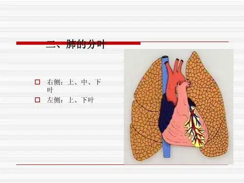 二,肺的分叶   右侧:上,中,下 叶   左侧:上,下叶