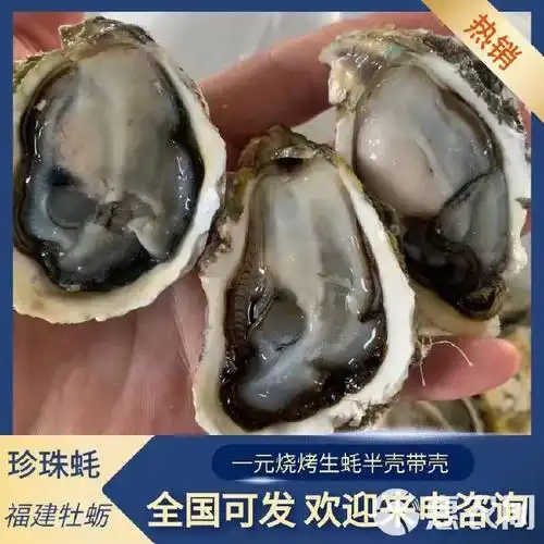 潮州蚝南澳福建牡蛎一元烧烤生蚝半壳带壳汫洲全国可发