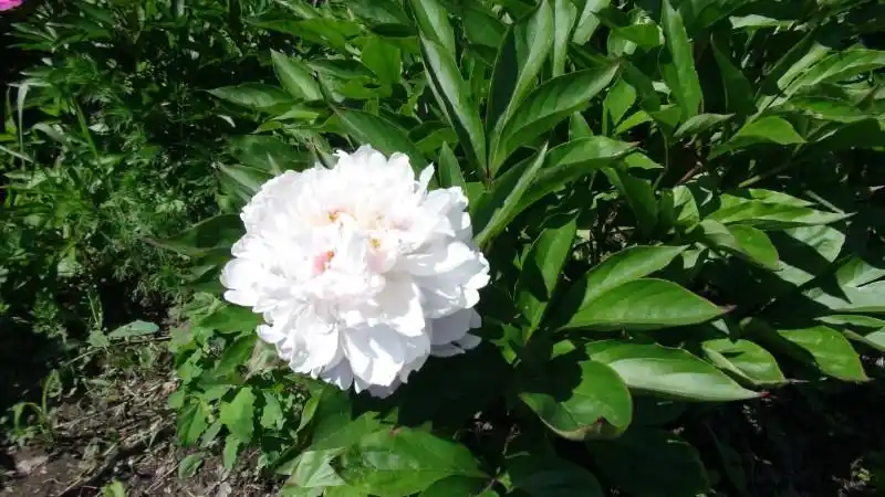 日月峡中草药(1159)--白芍药3