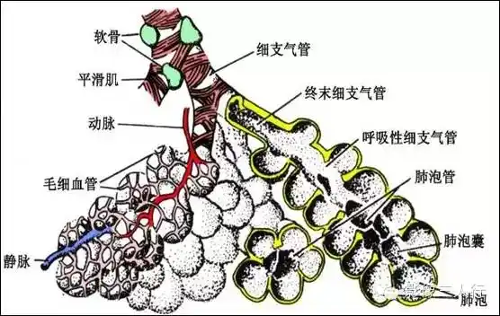 泡,为肺换气功能的基本单位,由功能性肺实质如呼吸性细支气管,肺泡管