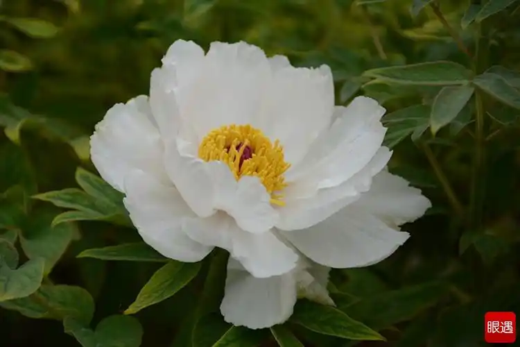 白牡丹洛阳洛浦公园绽放