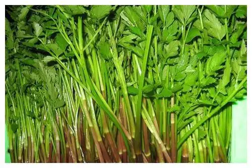 农村此7种野菜遍地都是,最适合清明节前后采摘,城里人有钱难买