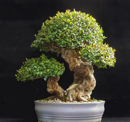 各种盆景千姿百态,赏心悦目,值得你来欣赏一下