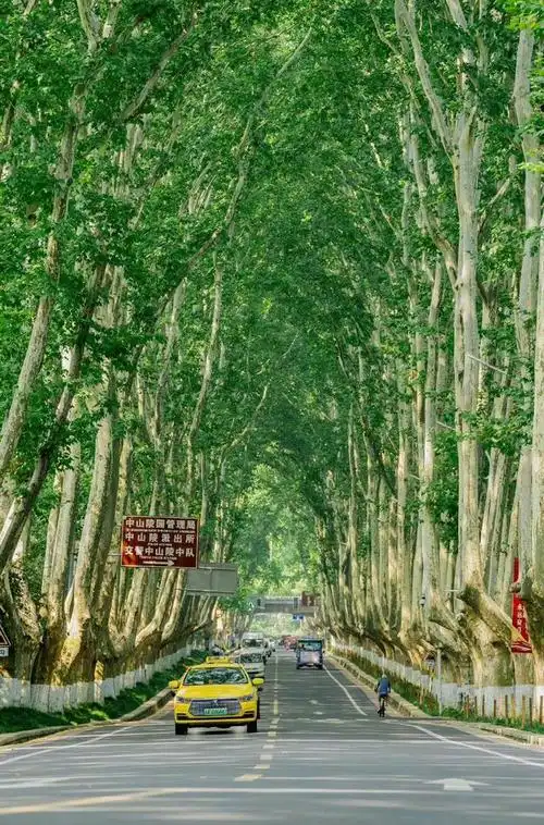 最美不过梧桐树:这条大道诠释了最美的南京,凝结着南京人的情节