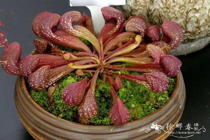 鹦鹉瓶子草sarraceniapsittacina