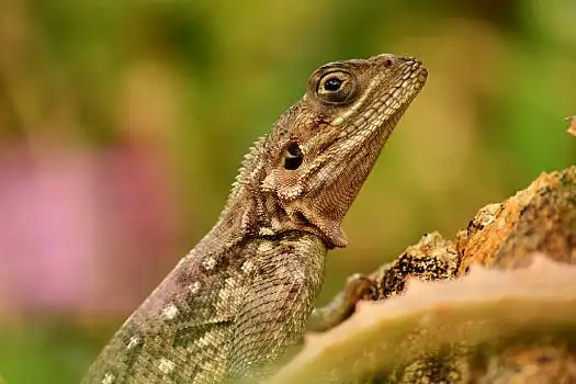 非洲,蜥蜴,特写,石头,绿色背景