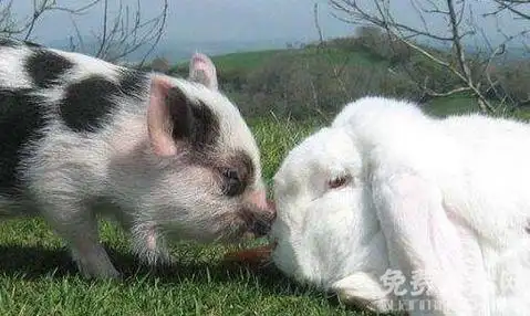 属羊的和什么属相三合猪兔羊三合木局