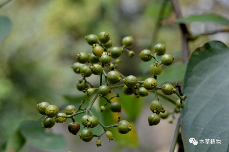 "芳香"四溢之本草---"鸡矢藤"