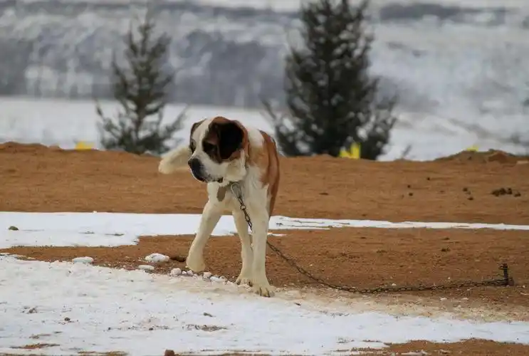 寒风中的大花狗