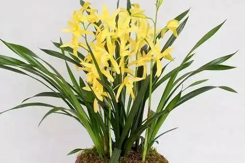 养这种兰花花色金黄香气雅致寓意金玉满堂