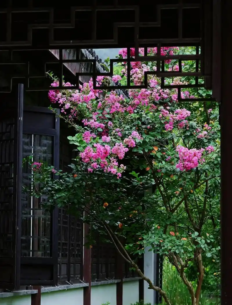 "庭院无数,无福无禄"!院子适合种的6种树,看看你家有没有?