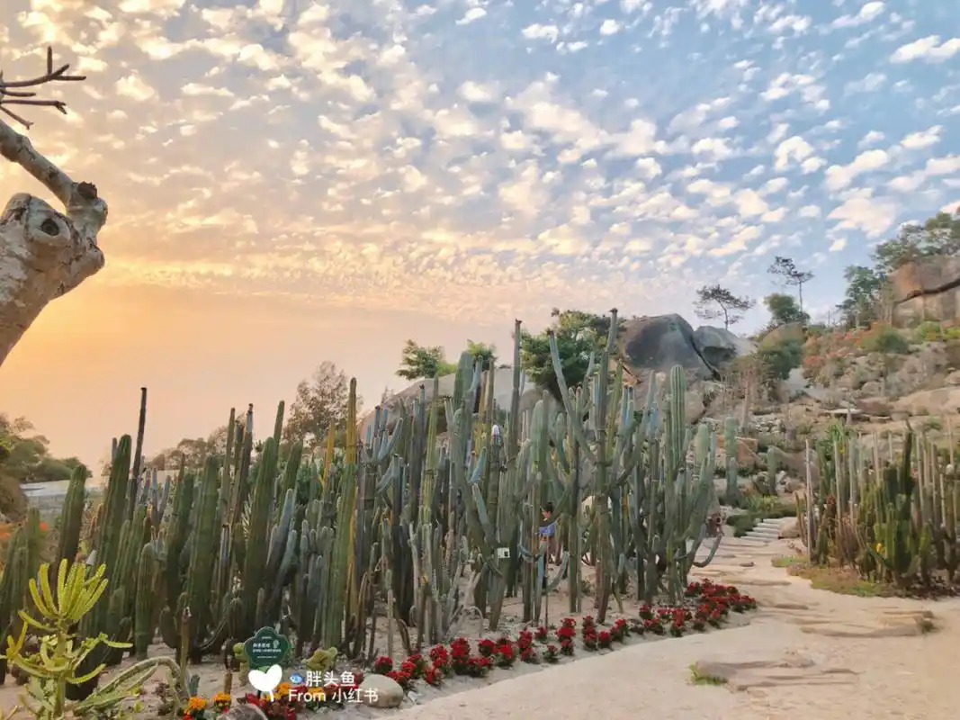 95【万石植物园】厦门拍照圣地91|多肉植物园|假装去沙漠_厦门