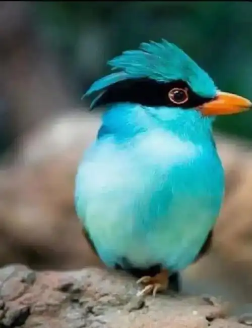 难得一见的仙鸟,千姿百态,真是太罕见