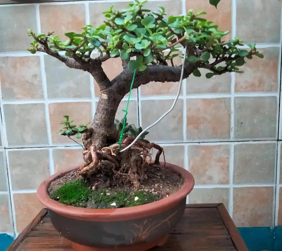 金枝玉叶提根,不一样的美～(图:清风无痕)