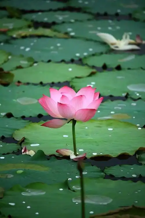 你知道佛教的四大吉祥花吗?