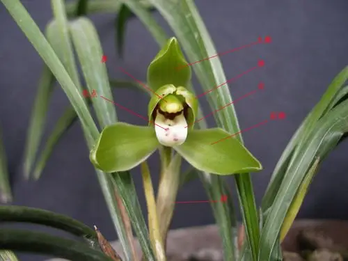 兰花传统标准的介绍