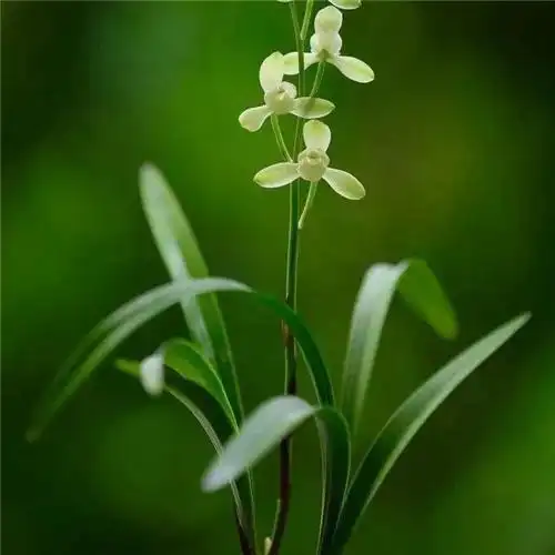 唯美清新脱俗兰花头像图片大全_植物头像_头像屋
