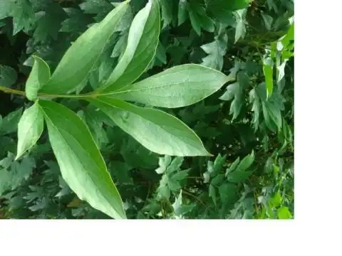 最容易区别两者的,实际上是它们的叶子.