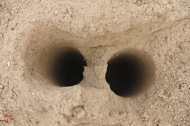 山药为啥能长那么长?原来是这样开沟的