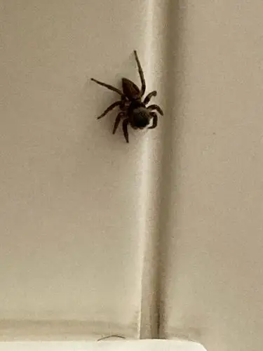 求问,这是什么蜘蛛?感觉打不完啊. nga玩家社区