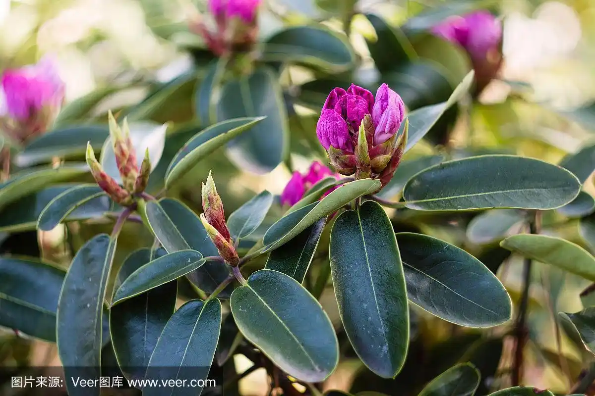 杜鹃花叶子的特写
