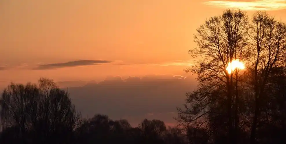 早晨,早晨太阳,树木,树林,森林,秋天,美丽,背光,自然,轮廓,雾,风景