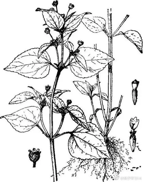 药材名称:辣子草 别名:牛膝菊 兔儿草. 来自林夕吖314 - 微博