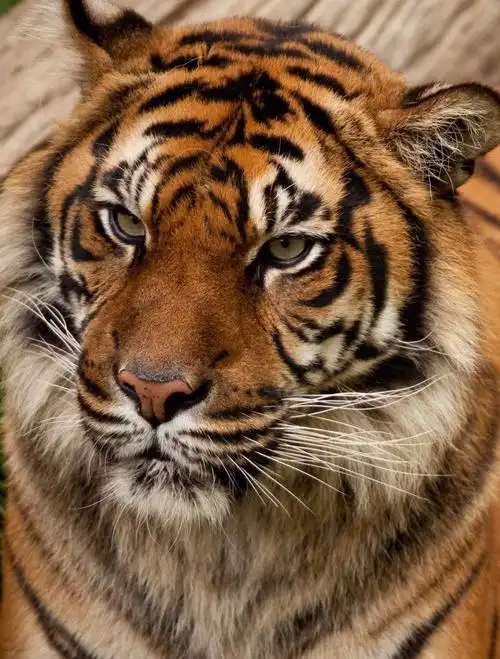 老虎图片-老虎出来了素材-高清图片-摄影照片-寻图免费打包下载