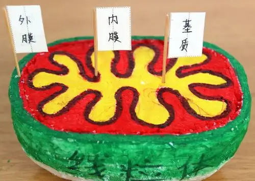 景洪四中第一届高中生物模型制作大赛   《线粒体模型》