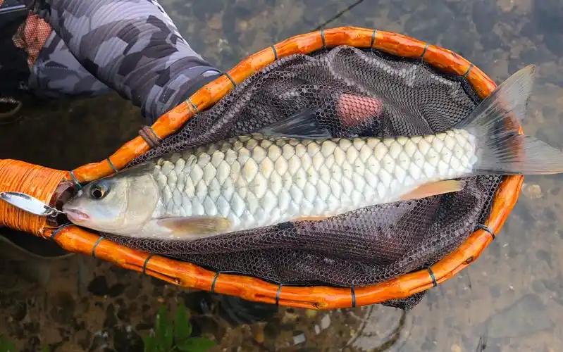 crlure 溪流路亚军鱼