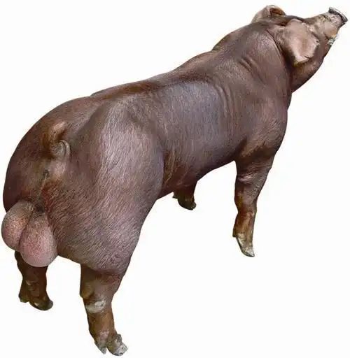 好的杜洛克种公猪批发杜洛克种公猪价格杜洛克种猪公猪供应