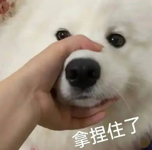 可爱聊天表情包:真不行了 拿图请顺便吱一声 很难有动力发图了