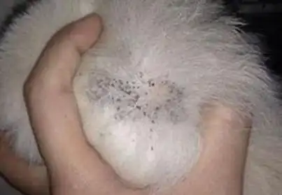 狗狗身上有跳蚤会跳到人身上吗宠物店都在用