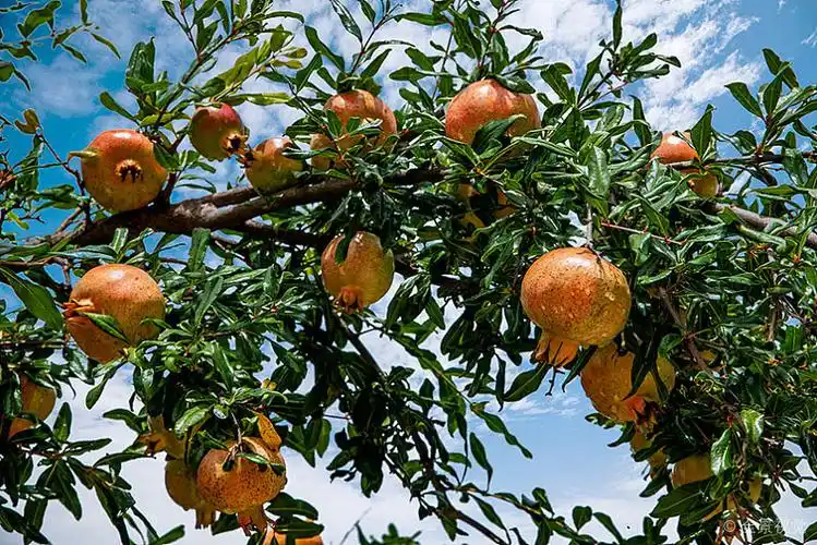 云南省楚雄州紫溪彝村石榴树上硕果累累