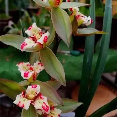 春剑如意三宝 - 中国兰花交易网