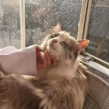 抱猫不露脸的男生高清头像图片