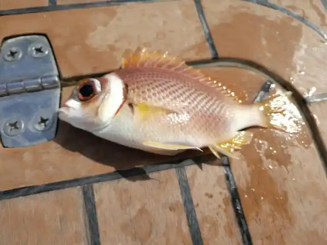 小名叫傻子鱼,下勾就咬